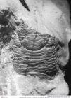 Historisches Foto (Rückseite) von Galatheites zitteli (Moericke, 1889) (NHMW-AFW-GEO-BACHMAYER-FOTO-1990-0041-0683)
